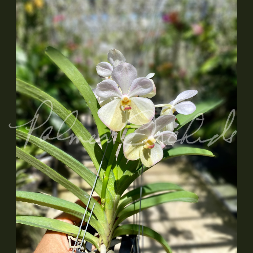 Vanda Harkana Tkatchenko — Palmer Orchids